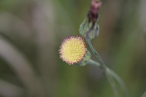 Sonchus wilmsii