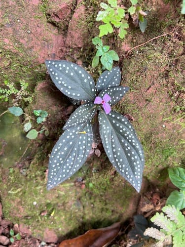 Sonerila maculata — photo