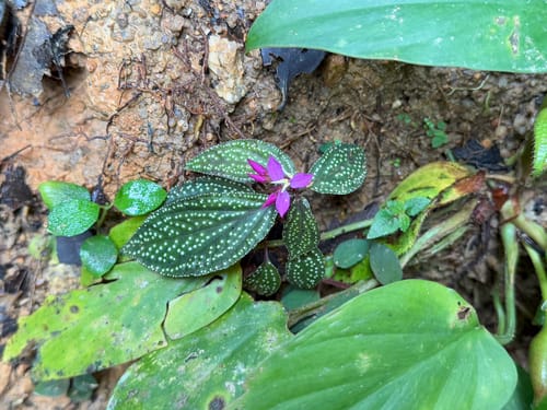 Sonerila maculata — photo