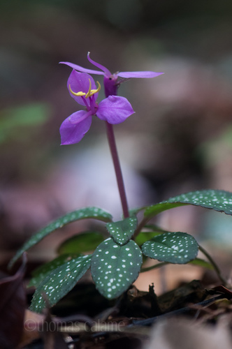 Sonerila maculata