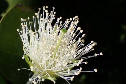 Sonneratia alba (White mangrove) — photo