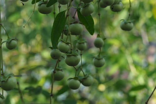 Sonneratia apetala — photo