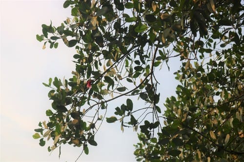 Sonneratia caseolaris (Firefly mangrove) — photo