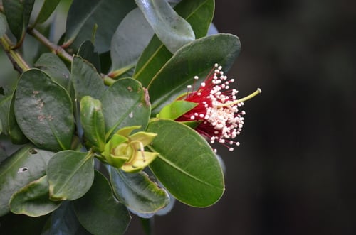 Sonneratia caseolaris