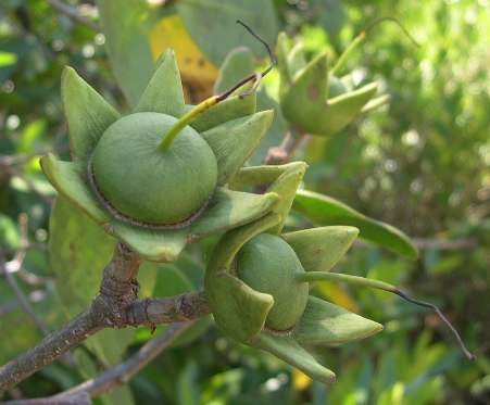 Sonneratia griffithii