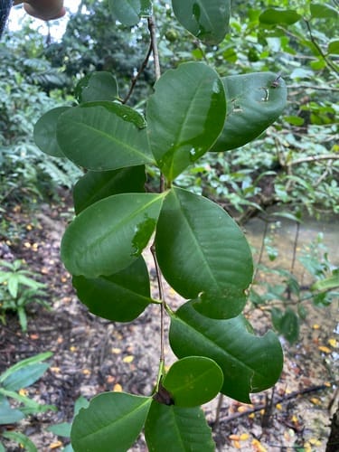 Sonneratia ovata (Mangrove apple) — photo