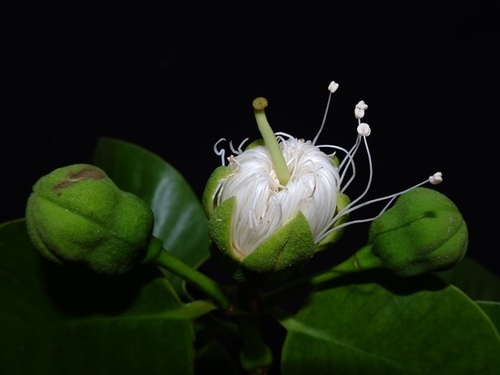 Sonneratia ovata