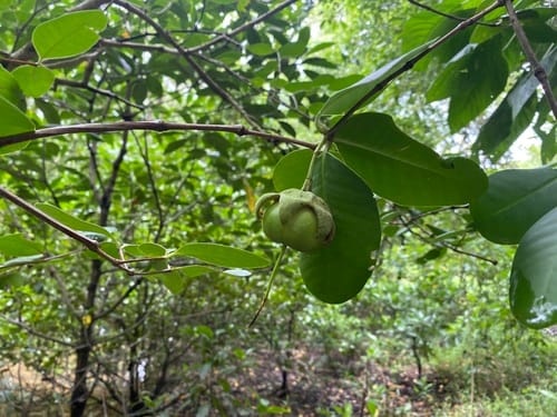 Sonneratia ovata (Mangrove apple) — photo