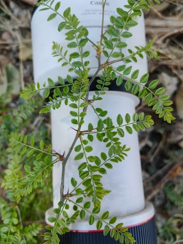 Sophora davidii — photo