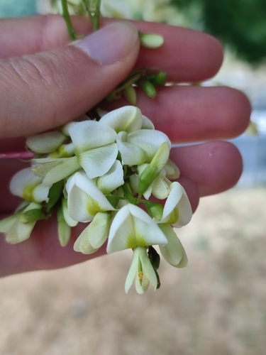 Sophora japonica (Japanese Pagoda Tree) — photo