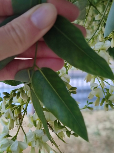 Sophora japonica (Japanese Pagoda Tree) — photo