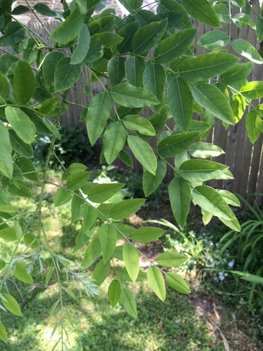 Sophora japonica