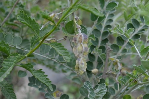 Sophora mollis (Soft sophora) — photo