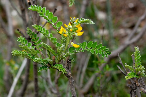 Sophora mollis