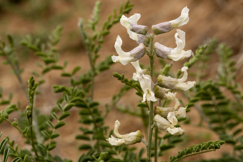 Sophora nuttalliana (Silky sophora) — photo