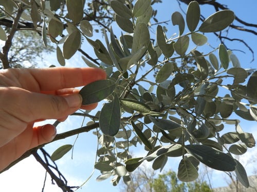 Sophora secundiflora (Mescal Bean Tree) — photo