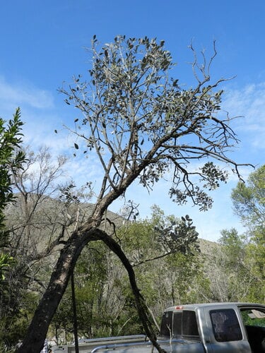 Sophora secundiflora (Mescal Bean Tree) — photo
