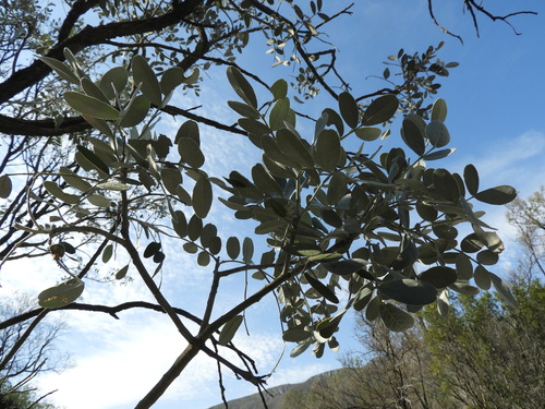 Sophora secundiflora