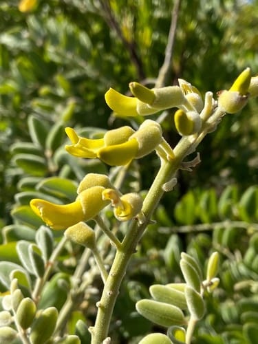 Sophora tomentosa — photo