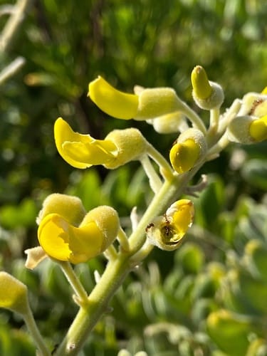 Sophora tomentosa — photo