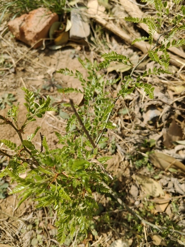 Sophora viciifolia (Wolf-teeth spines) — photo