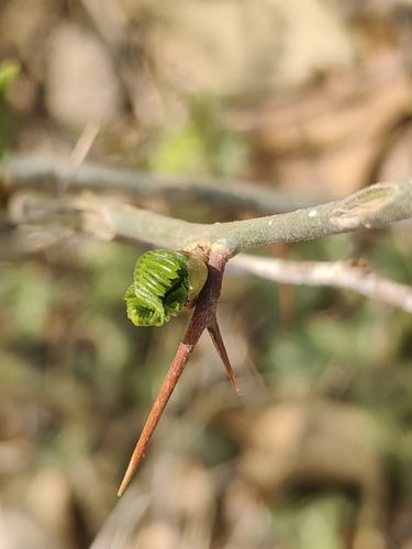 Sophora viciifolia (Wolf-teeth spines) — photo