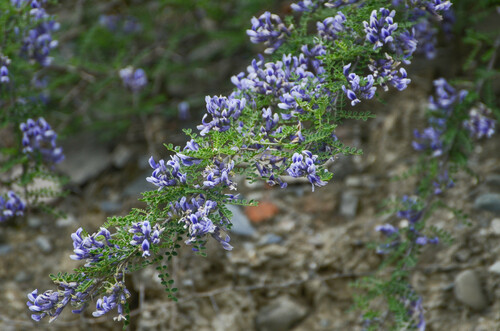 Sophora viciifolia
