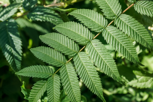 Sorbaria sorbifolia (False Spiraea) — photo