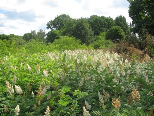 Sorbaria sorbifolia (False Spiraea) — photo