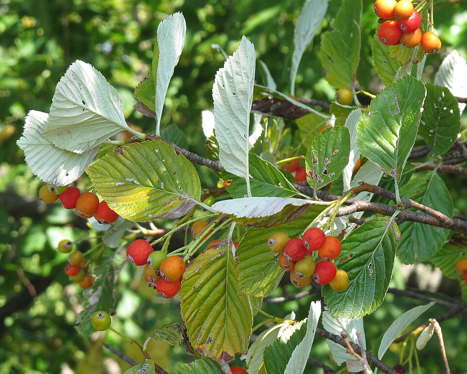 Sorbo-crataegus — photo