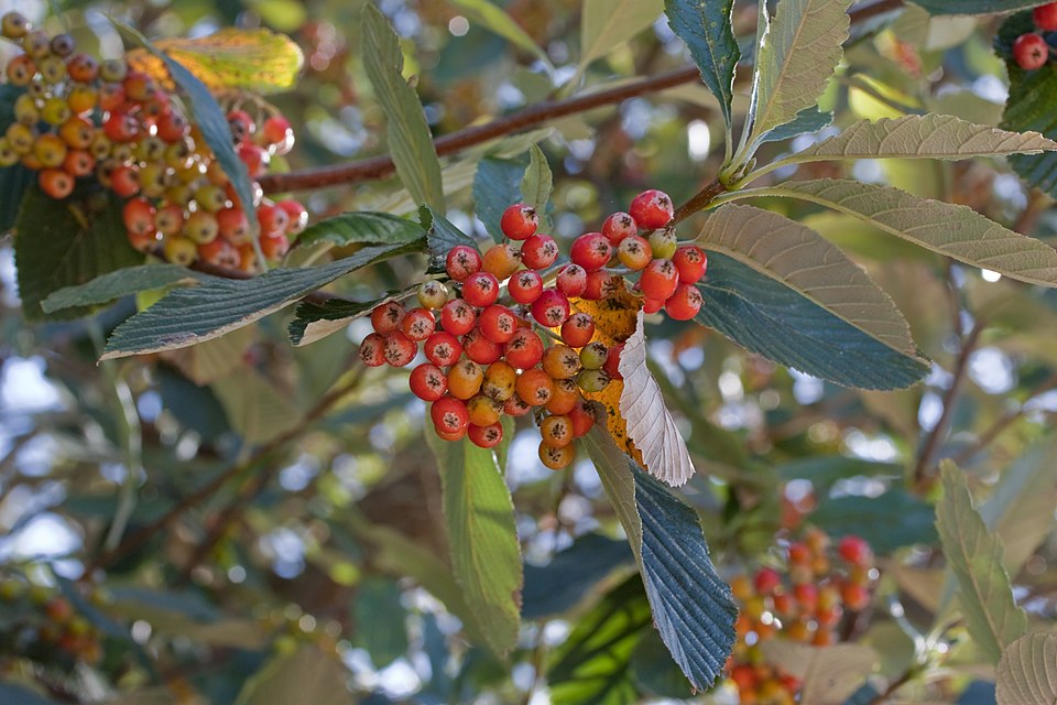 Sorbo-crataegus