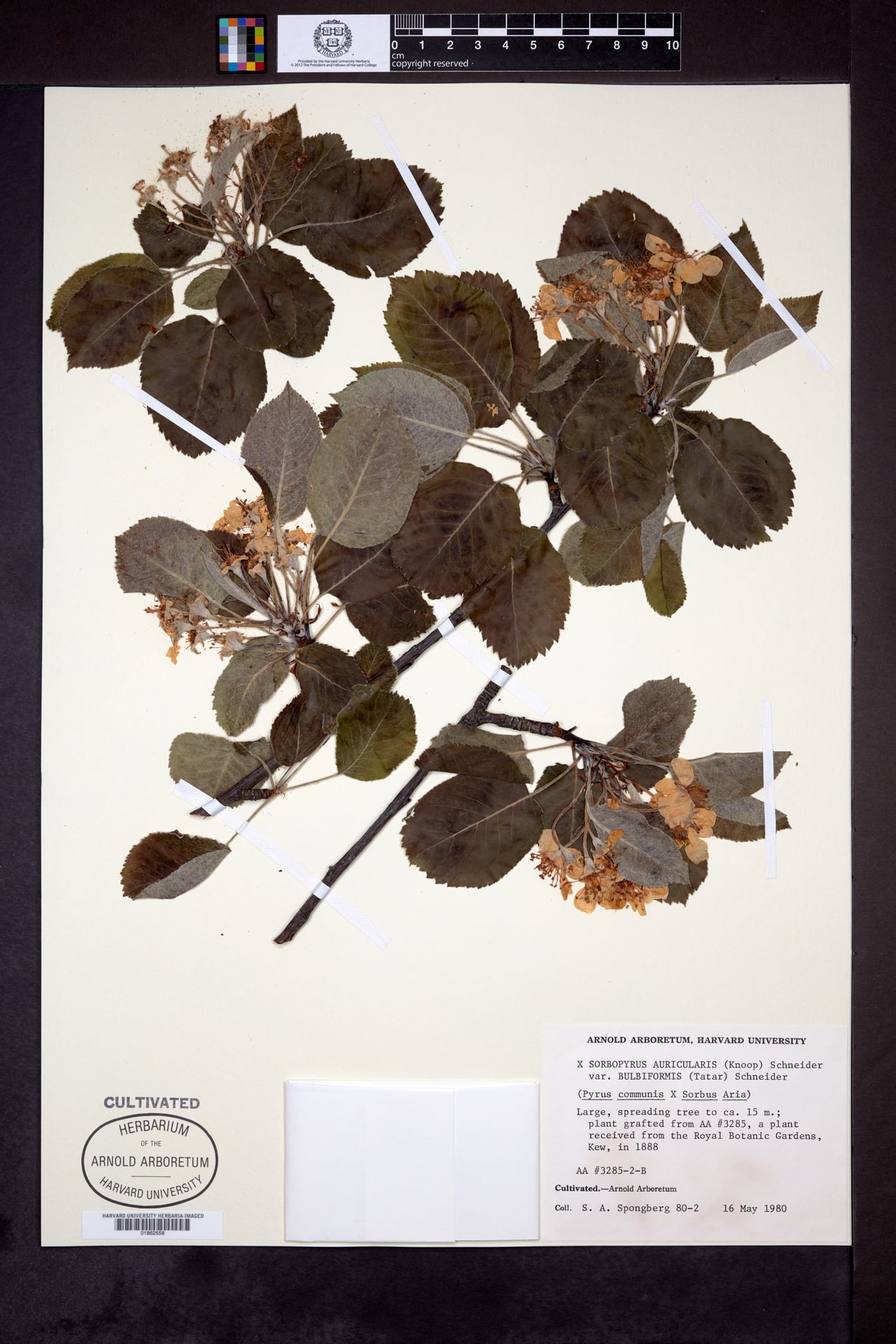 Sorbopyrus auricularis (Bollwiller pear) — photo