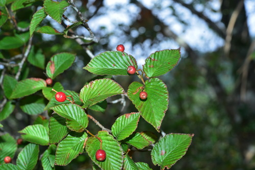 Sorbus alnifolia (Korean mountain ash) — photo