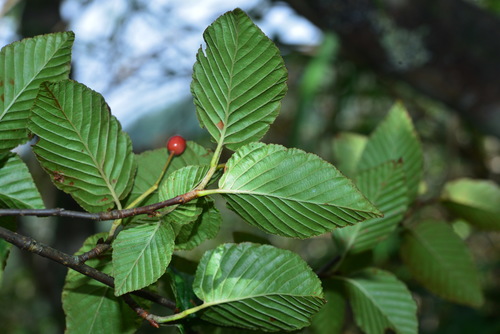 Sorbus alnifolia (Korean mountain ash) — photo