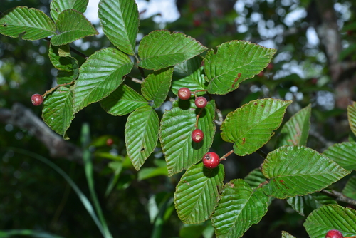 Sorbus alnifolia