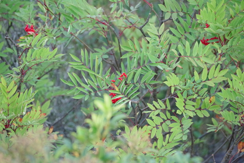 Sorbus americana (American mountain ash) — photo