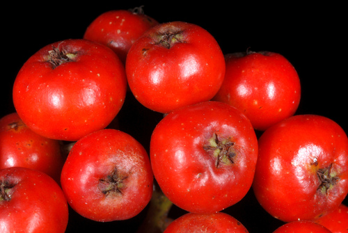 Sorbus americana (American mountain ash) — photo