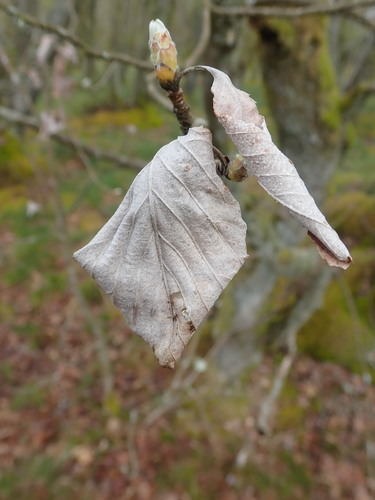 Sorbus aria (Whitebeam) — photo