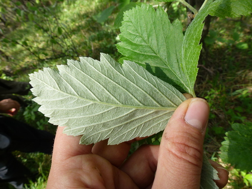 Sorbus austriaca — photo