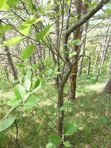 Sorbus austriaca — photo
