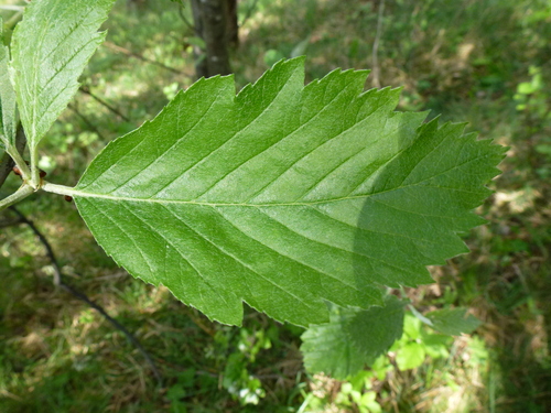 Sorbus austriaca