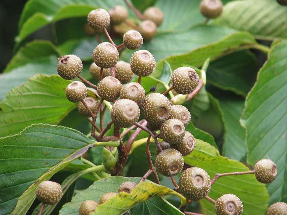 Sorbus caloneura — photo