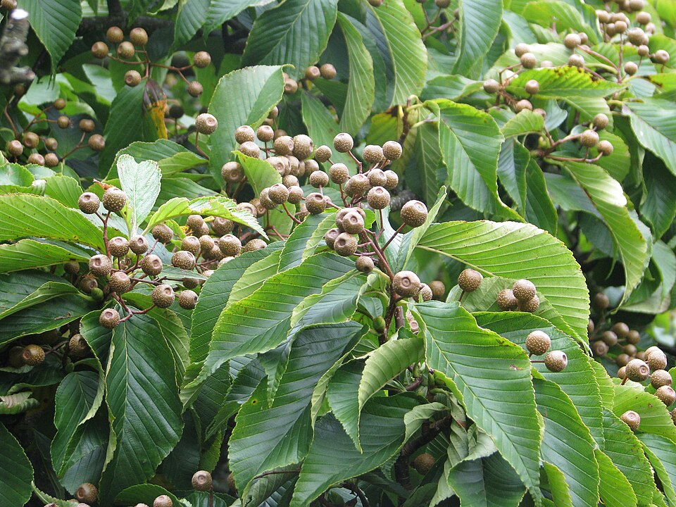 Sorbus caloneura