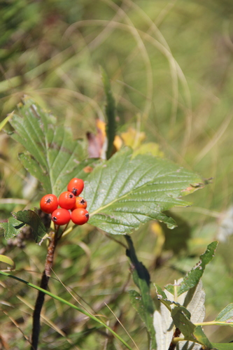 Sorbus caucasica — photo