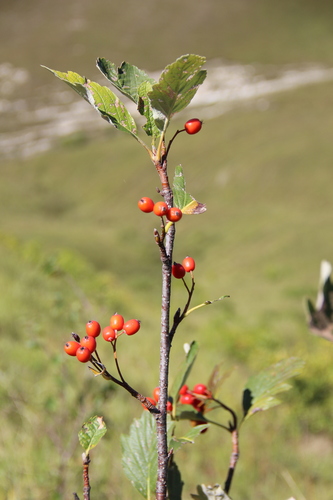 Sorbus caucasica — photo