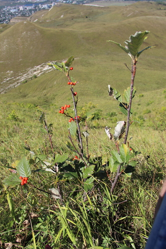 Sorbus caucasica