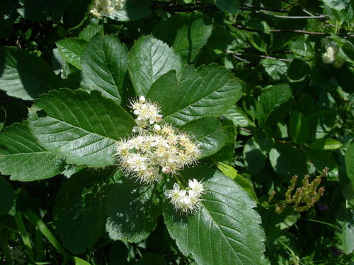 Sorbus colchica — photo