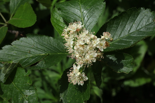 Sorbus colchica — photo