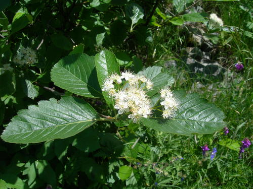 Sorbus colchica