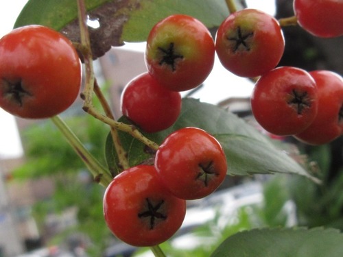 Sorbus commixta (Japanese rowan) — photo